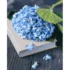 Pictura pe numere "Hortensie albastra", 40x50 cm (GS1393)