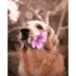 Pictura pe numere "Golden Retriever cu floare", 40x50 cm (GS309)