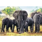 Puzzle 1000 elemente"Elefantii africani" - imagine 2