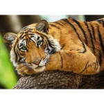 (37397) Puzzle 500  "Tigru" - imagine 2