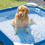 Piscină cu cadru metalic pentru animale de companie Pet Pool 152×152×30 cm, 537 L, filtru 1136 l/h, skimmer și prelată, Intex (48402) - imagine 3